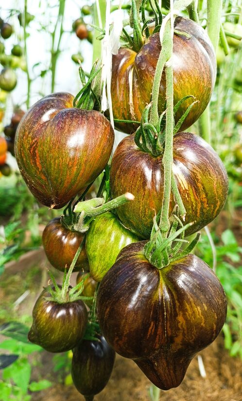 Малахитовый Эльф